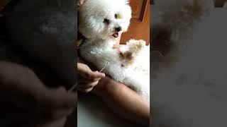 Male Bichon Frise Dog Screaming when babysitter applying ointment [upl. by Menedez]