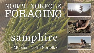 North Norfolk Foraging  Samphire [upl. by Airahs]