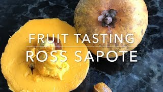 Ross Sapote grown in Sarasota Florida  Tropical Fruit Tasting [upl. by Anneuq301]