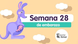 Semana 28 de embarazo ¡Llegó el tercer trimestre [upl. by Spike]