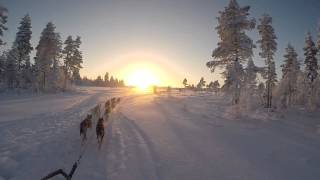 Trailer Lapplands Drag Huskyfarm amp Huskytouren in Lappland [upl. by Enitsuj]