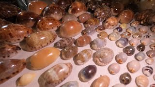 A Closer Look at my SUPER RARE Cowry Shell Collection Part 1 I Episode 39 [upl. by Quiteri]