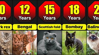 Lifespan Of Different Cat Breeds  How Many Years Do Different Cat Breeds Live [upl. by Jacob658]