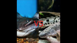 Catfish Gulper VS Bichir [upl. by Koerlin327]