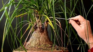 Ponytail Palm Bonsai Oct 2016 [upl. by Retha844]