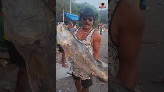 Nana got big fish 27KG  Trombay Koliwada Mumbai [upl. by Eecram831]