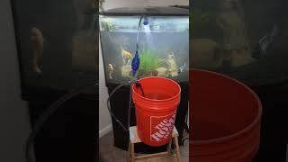 36 Gallon Bow Front Aquarium Water Changes 💧 Update [upl. by Tnaryb]