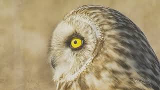 Short Eared Owls Skagit Valley WA [upl. by Crary645]