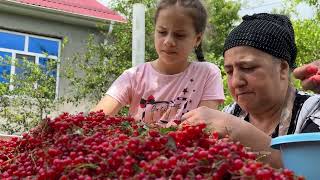 RURAL VILLAGE FAMILY  HARVESTING REDCURRANT  COOKING RED CURRANT JAM AND COMPOTE [upl. by Oriana229]