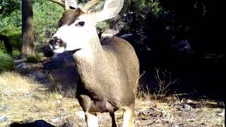 Venado bura de San Pedro Martir BC [upl. by Lemuelah]