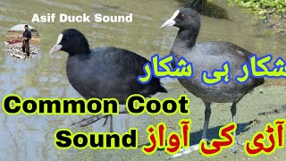 Common coot sound  Coot birds hunting  All duck Call sound [upl. by Chisholm351]