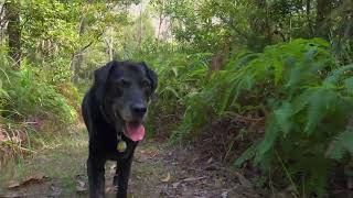 Kaden a black labrador happily lost in the wood  using Sony HLG2 amp Slog 2 edited with free CapCut [upl. by Ttegdirb27]