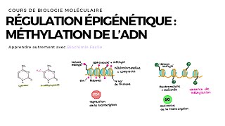 Méthylation de lADN  Biochimie Facile [upl. by Zoila]