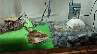 fire bellied toad Bombina orientalis care and setup 2 ways [upl. by Aeiram]