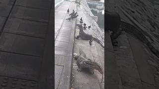 Lizards on the street in Bangkok Thailand [upl. by Seale]