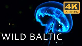 Baltic Sea Chronicles Tales from Below  Secrets of the Seas Ep 4  4K UHD Documentary [upl. by Eirovi]