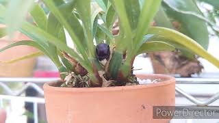 Maxillaria schunkeana マキシラリア シュンケアナ [upl. by Carma]