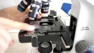 ALevel Biology Calibration of Eyepiece Graticule with stage micrometer [upl. by Neyr]