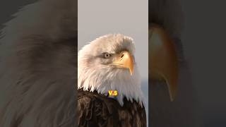 The bald eagle vs The golden eagle baldeagle goldeneagle [upl. by Marsland]