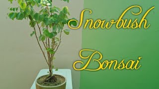 How to make Snowbush Plant Bonsai [upl. by Eimrej]