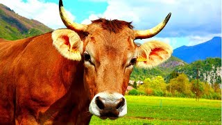 Kids Cow Videos For Kids  Cow Videos  cow videos for kids  cow sound  Мычание коровы [upl. by Nnylamme]