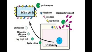 CHELATE LÀ GÌ  Phần 1 [upl. by Georges436]