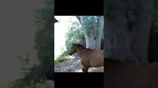 Wild Horse horse nature mustangs wildlife [upl. by Mueller]