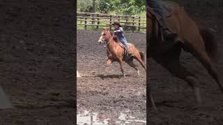 CAMPO LAS CAÑAS  ESTACAS shortvideo caballos vaqueros horse caballoscorriendo [upl. by Northrup]