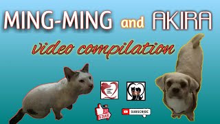 akira and mingmings video compilation akiraandmingming videocompilation puspinandshihtzuvideos [upl. by Manwell]