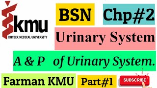 Urinary system in UrduHindi  Anatomy and Physiology2  Chp2 Part  I KMU Lecture with MCQs [upl. by Rafaj726]