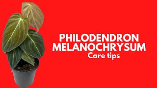 PHILODENDRON MELANOCHRYSUM  CARE TIPS [upl. by Campos]