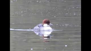 RedHeaded Smew Female at Dinton Pastures Nov 2024 [upl. by Tuck622]