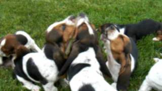 Basset Hound puppies howling [upl. by Thgiwd]