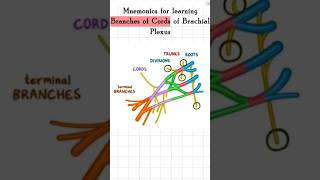 Branches of cords of Brachial plexus biology mbbs mbbslearningbiology anatomy [upl. by Castera]