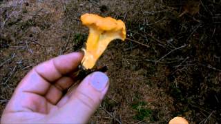 Chanterelle Identification [upl. by Gnaig]