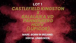 Lot 1  Castlefield Kingston X Balalaika VD Pannenberg Hoev Lupicor 3 yr old Filly [upl. by Opportina]