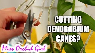 Cutting Dendrobium Orchid canes  When amp how [upl. by Goode]