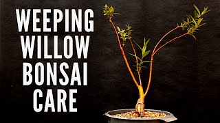 Weeping willow  Bonsai care Salix [upl. by Bernat898]