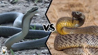 Black mamba vs Coastal taipan  Battle of the deadly snakes [upl. by Sharleen171]