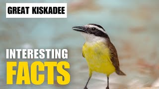 Exploring the Mysterious Great Kiskadee  Interesting Facts  The Beast World [upl. by Ysak115]