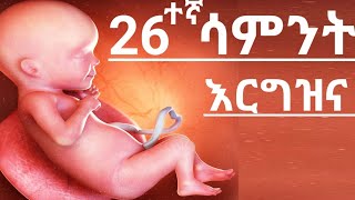 የእርግዝና 26ተኛ ሳምንት እርግዝና26th week pregnancyየእርግዝና ምልክቶች [upl. by Cohen]