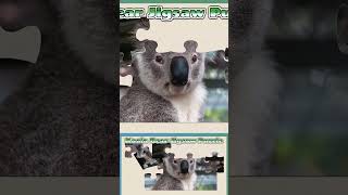 023 Koala Bear Animal Jigsaw Puzzle [upl. by Streeto]