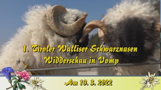 1Tiroler Walliser Schwarznasen Widderschau 19 MÄRZ 2022 in Vomp Bitte Teilen  Danke [upl. by Odama]