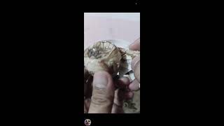 RUBEN TV OFFICIAL is live Peeling duck egg  Balut Pinoy street foods peeling eggbalut ASMR [upl. by Jannery]