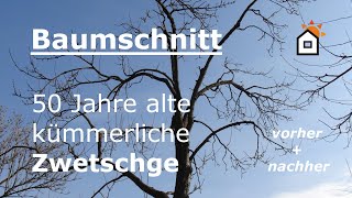 Baumschnitt Zwetschge Hochstamm 50 Jahre  vorher amp nachher [upl. by Cirle]