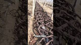 Why Grape Growers Bury Their Vines in Winter shorts [upl. by Netsirt]