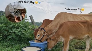 bird cant fly🐦🩹😥bird injured bird cow village Minimax vlogs animal [upl. by Nollek]