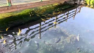 Smoke Hole Caverns amp Log Cabin Resort  West Virginia  Looking at very big trout  by Dan Gritsko [upl. by Mattie]