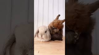 10 Cute and Fun Facts About Lop Eared Rabbits 🐰🌿 Watch Now [upl. by Netsreik]