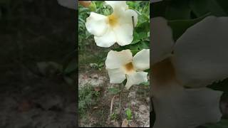 White allamanda plants 🤍🤍🌼gardenplantsgardenflowers whiteallamandaplantsflowers ytshort [upl. by Aihsirt673]